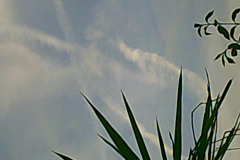 Digital Camera